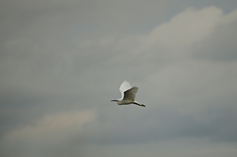 11IMGP1074.jpg