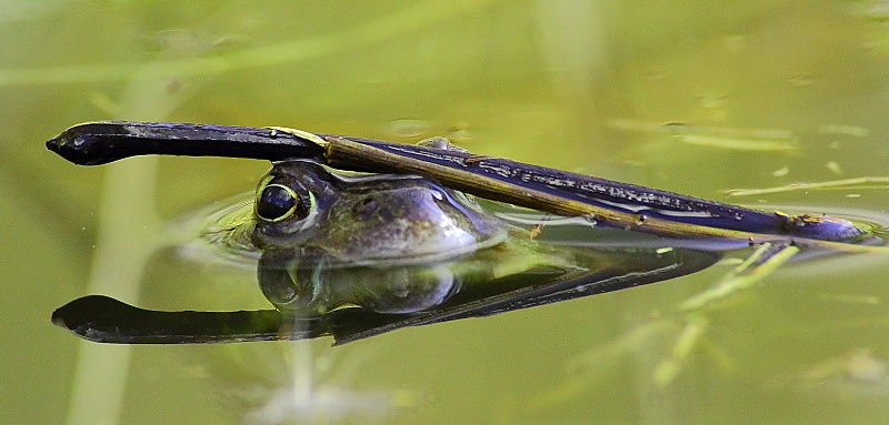 Grenouille verte.JPG