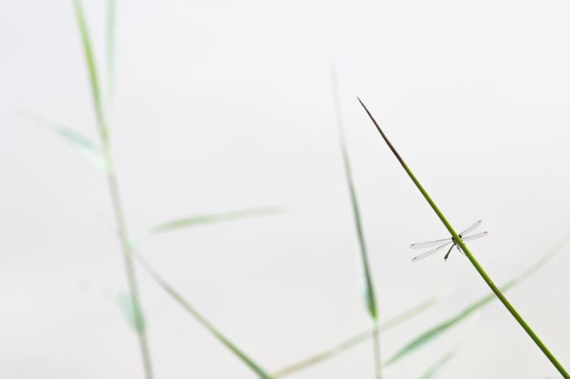 Minimalisme-1.jpg