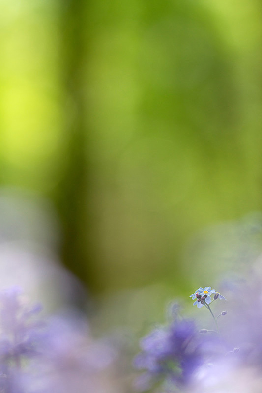 Myoso7210-01-2013 - Version 2.jpg
