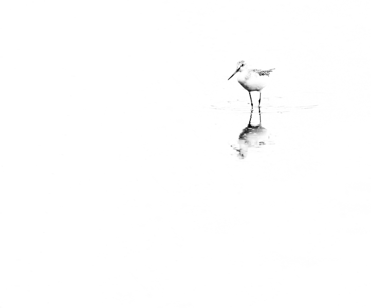 greenshank-comp.-1-2.jpg