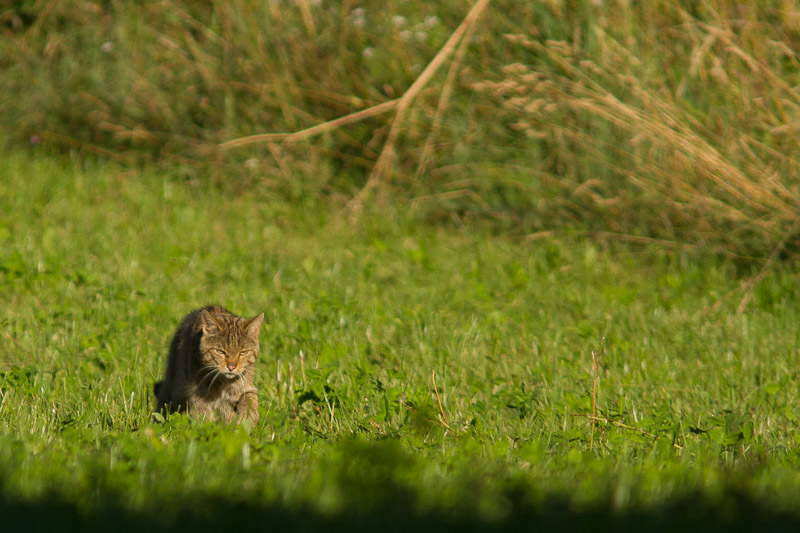 chat forestier-.jpg
