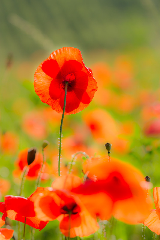 coquelicot-2.jpg