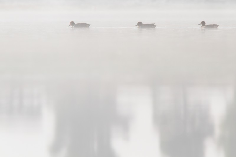 Sarcelle à ailes vertes - minimalisme.jpg