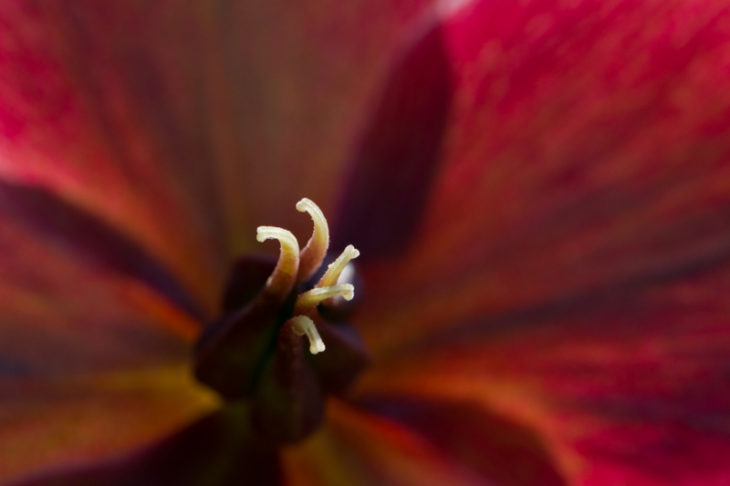 _MG_7447.jpg