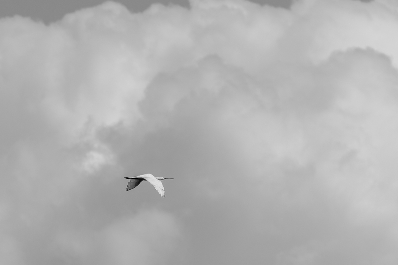 IMG_2499.jpg