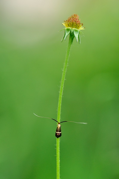 Nemophora degeerella.JPG