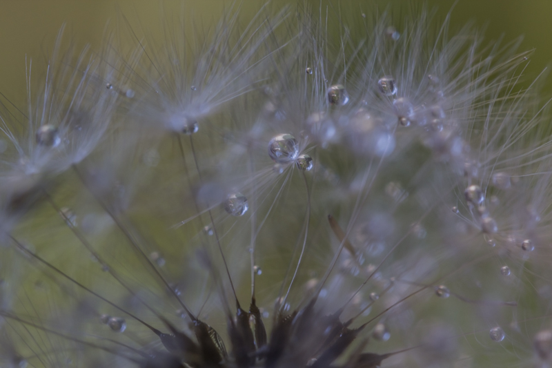 _MG_4485.jpg