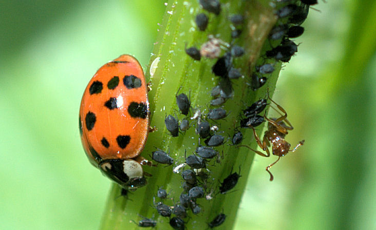 68 coccinelle pucerons fourmies.jpg