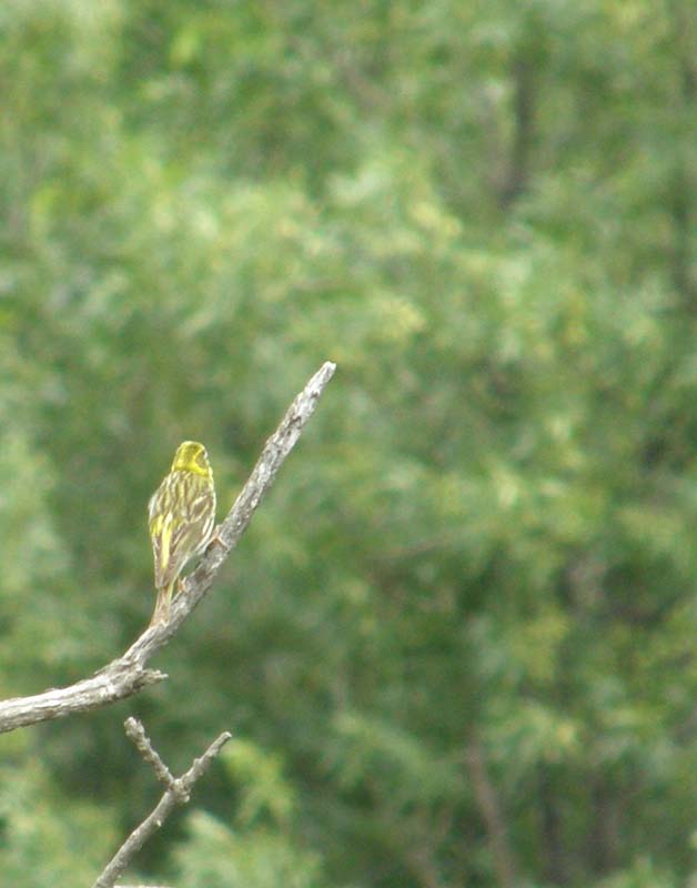 Oiseau.JPG