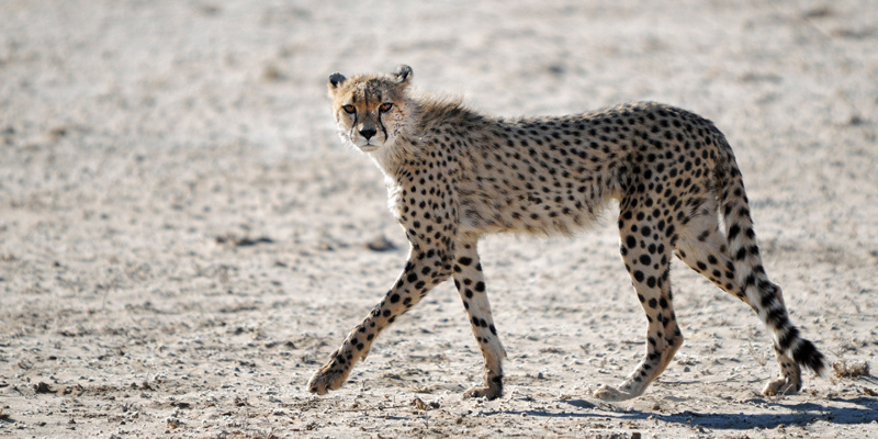 Namibie novembre 2013 D 300 280_modifié-6.jpg