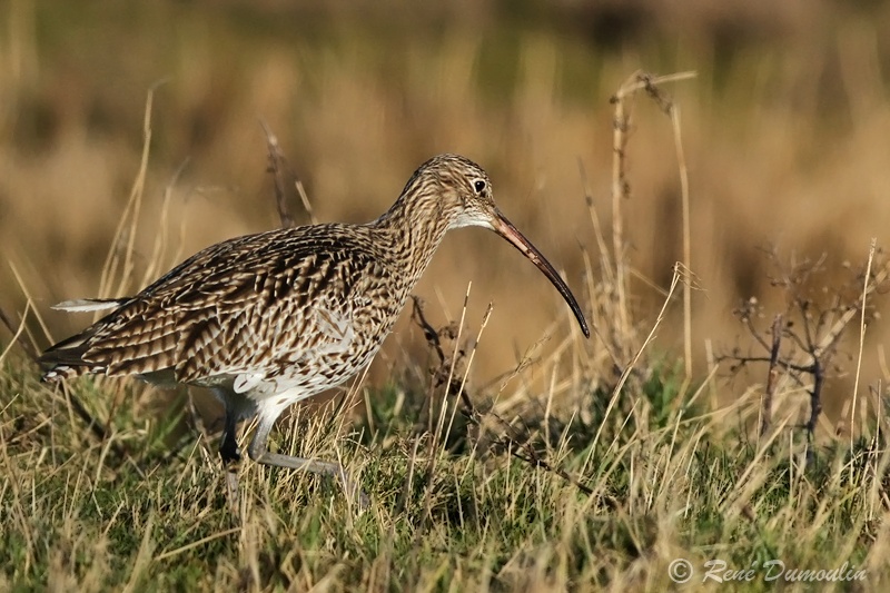 courlis 103044phf.jpg