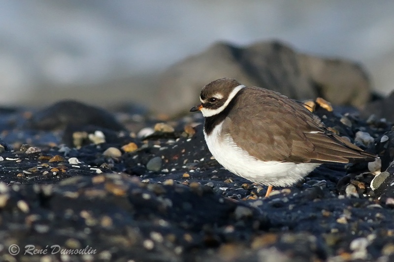 gragra 102606phf.jpg