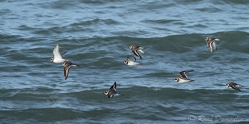 gragra 102614volphf.jpg