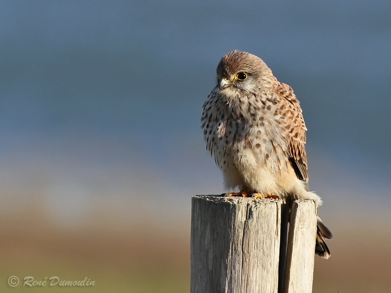 crecerelle 103059.jpg