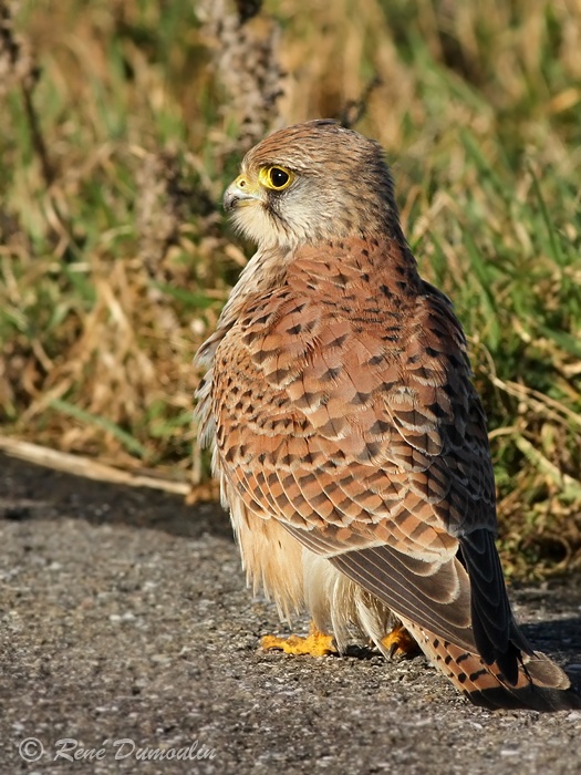 crecerelle 103067.jpg