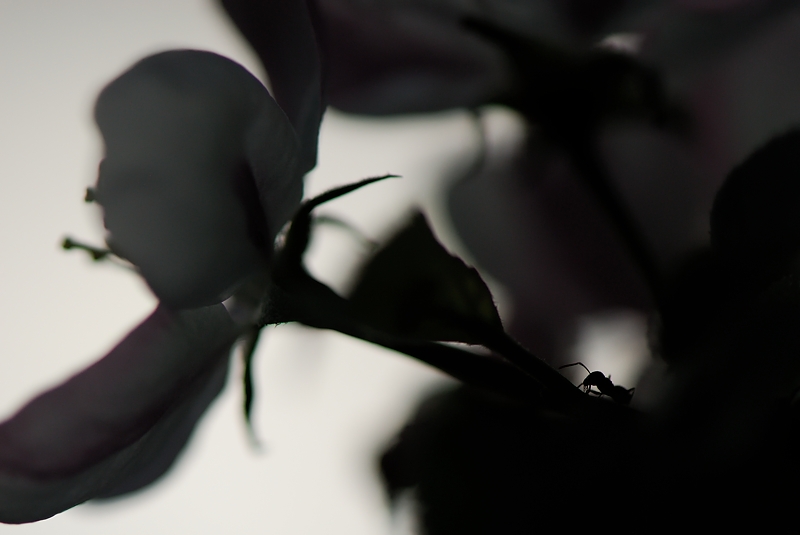 Minimalisme - fourmis.jpg