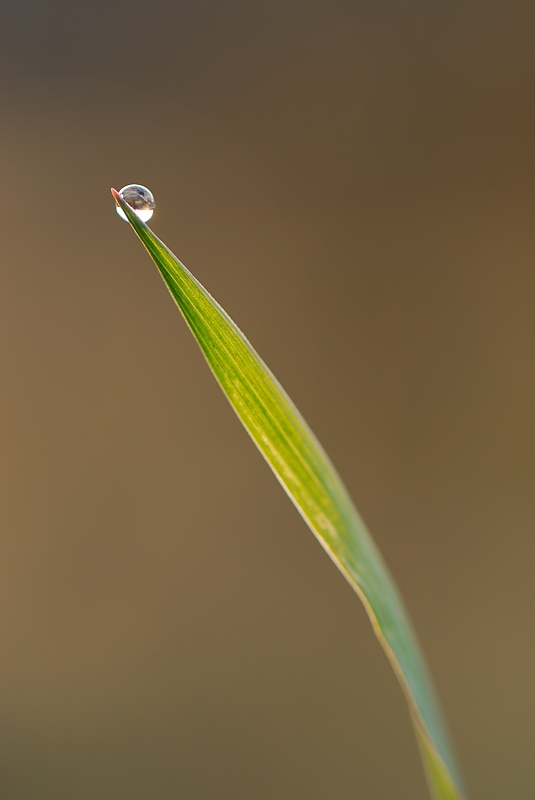 Minimalisme - goutte.jpg