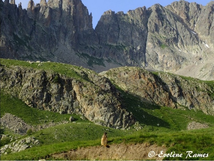 Marmotte.jpg