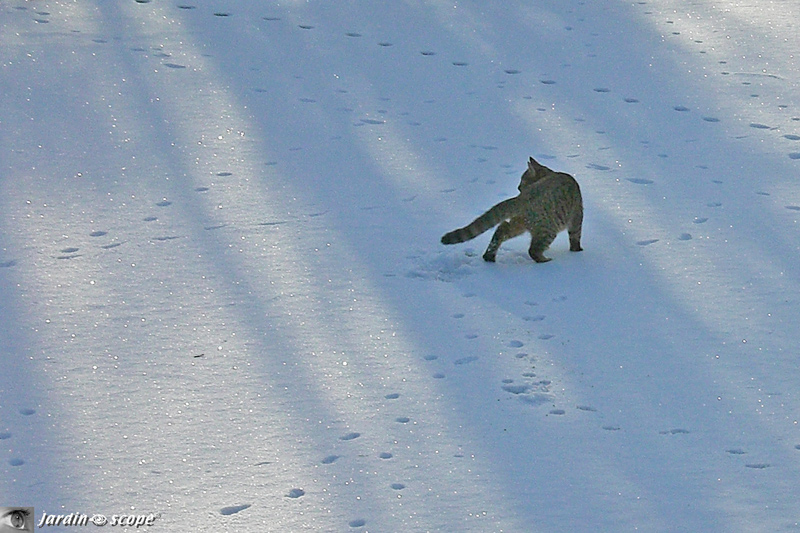 Chat-sur-le-canal-gelé.jpg