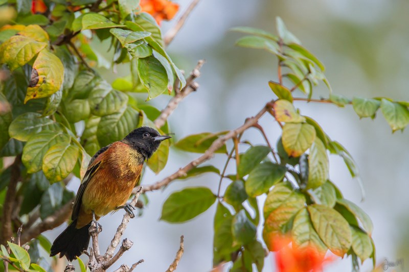 18012014-IMG_6747 (Copier).JPG