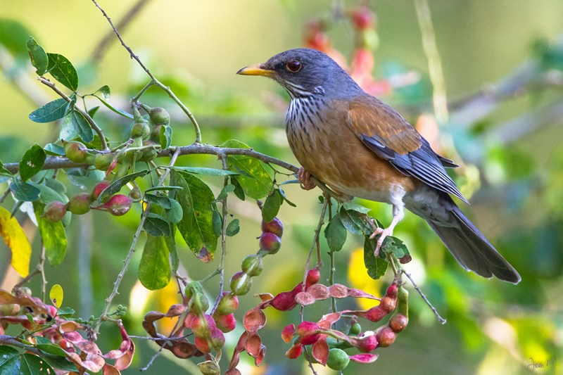 18012014-IMG_6843 (Copier).JPG