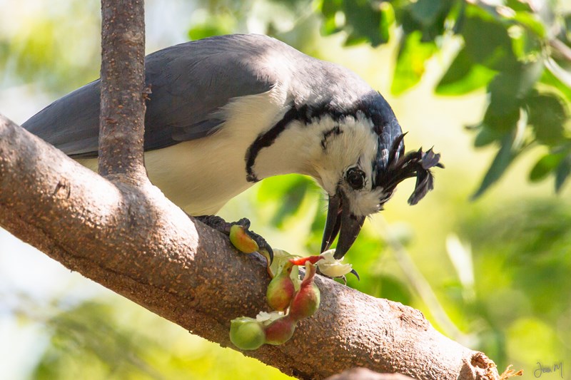 19012014-IMG_7113 (Copier).JPG