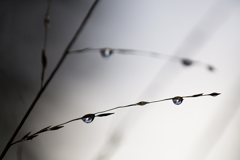 perles de pluie.jpg