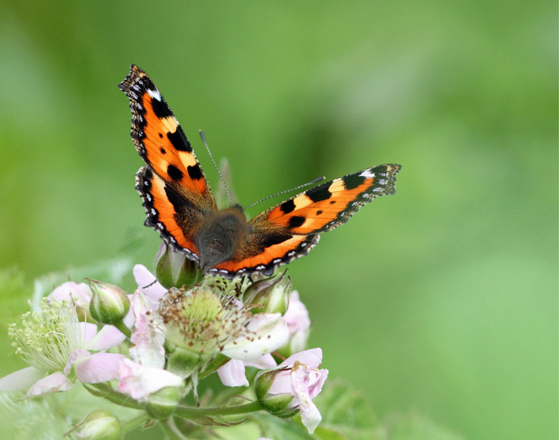 papillon2.jpg