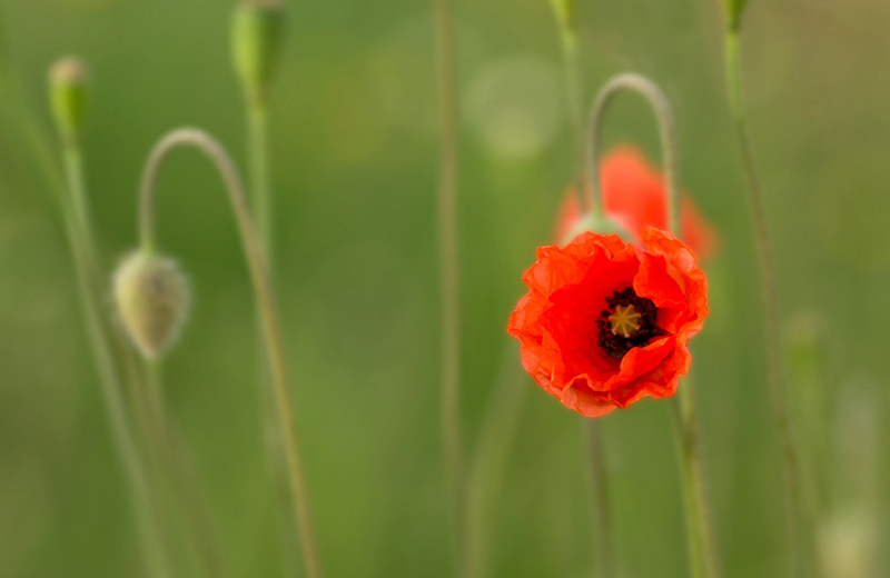 Du bourgeon à la fleur.jpg