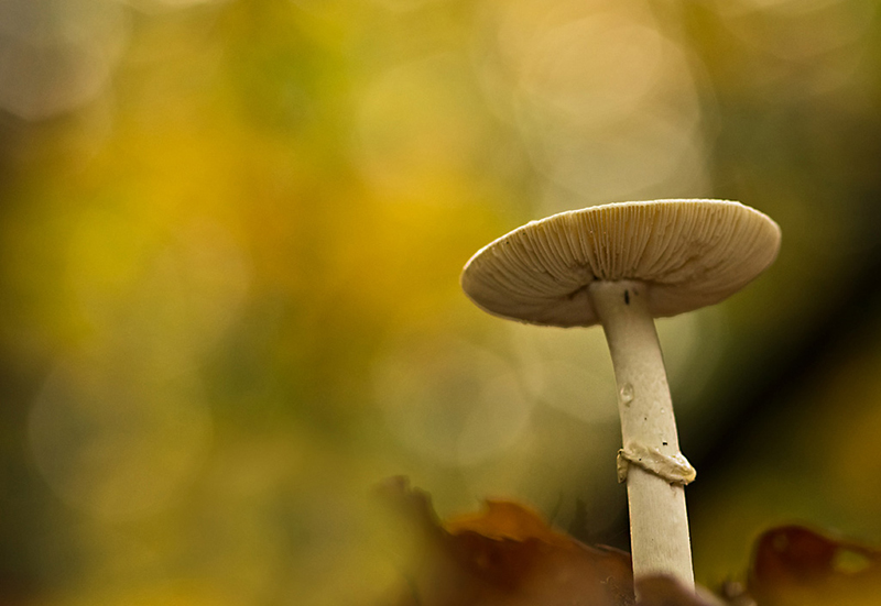 Parapluie d'automne.jpg