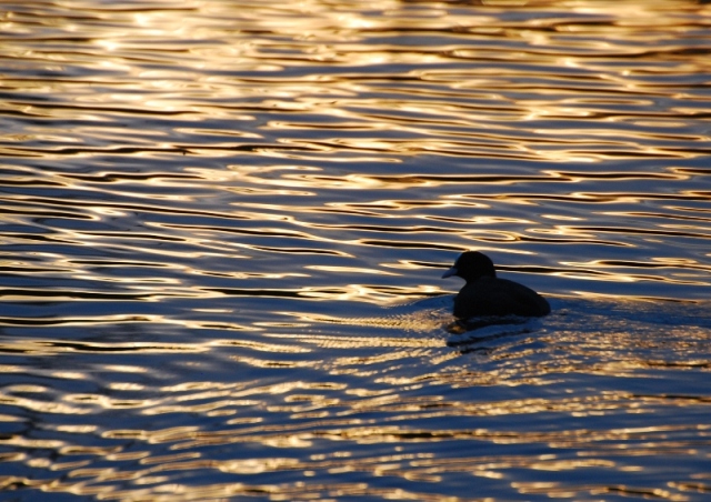 DSC_4376_copy.JPG