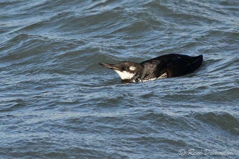 guillemot 102646.jpg