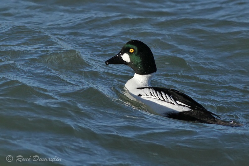 garrot 102953Mphf.jpg