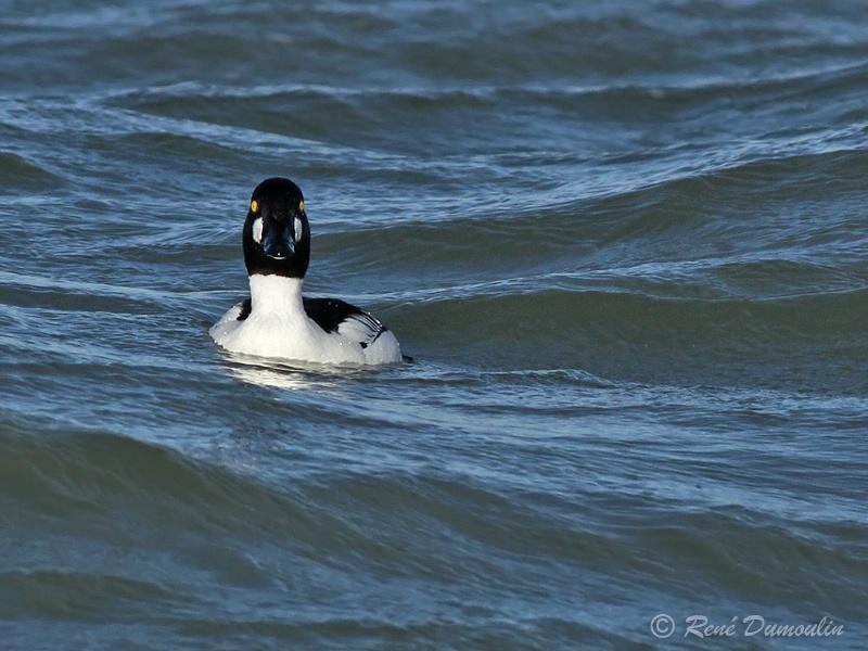 garrot 102921Mphf.jpg