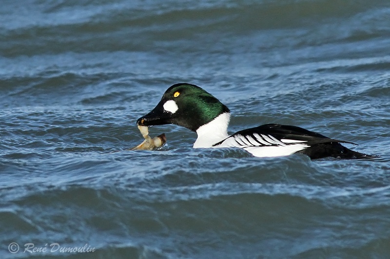 garrot 103008Mphf.jpg