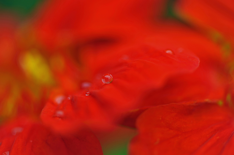 perles de rosée sur velour.jpg