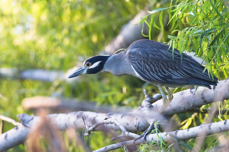 24012014-IMG_8922 (Copier).JPG