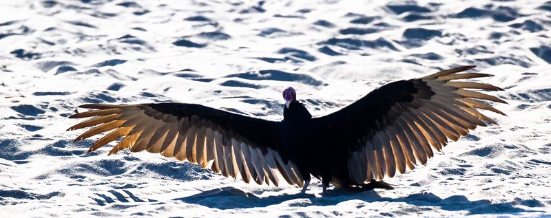 24012014-IMG_8735 (Copier).JPG