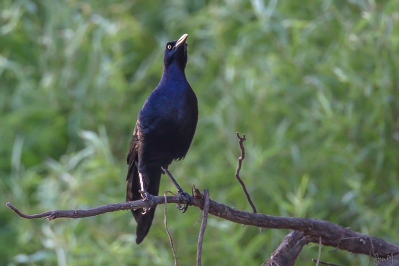 24012014-IMG_8934 (Copier).JPG