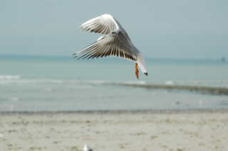 Mouette Rieuse Juv Granville Manche DSC_6487_01.JPG
