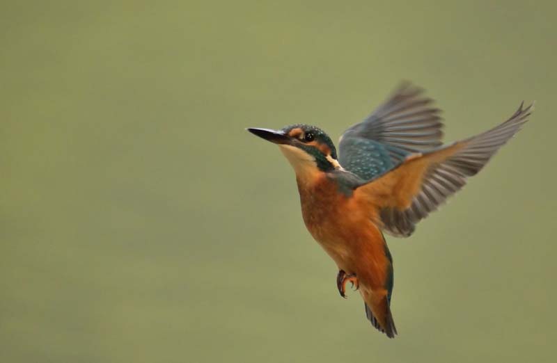 DSC_7809_filtered.jpg