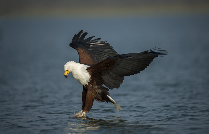_DSC9880IN.jpg