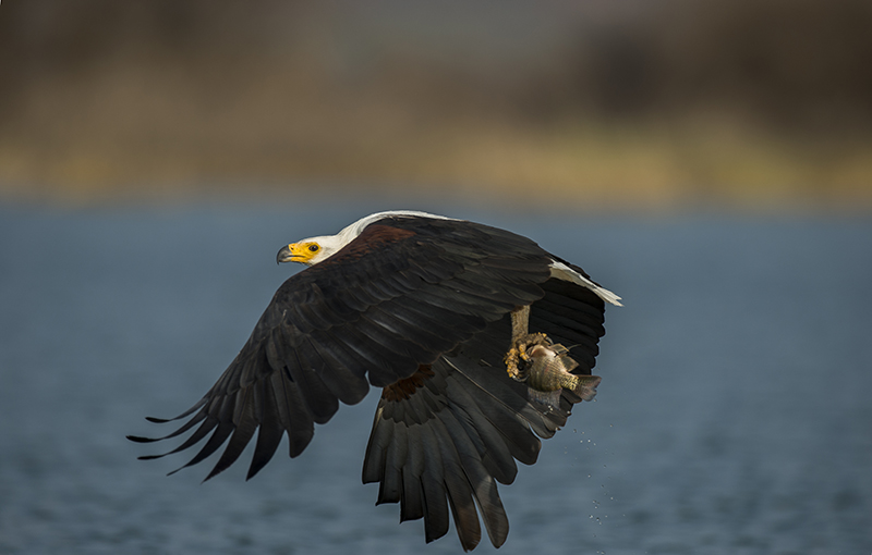 _DSC9841500IN.jpg