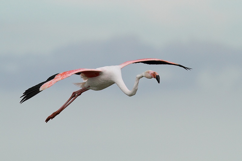 flamant2.JPG