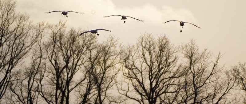 IMGP3528-1-2.jpg