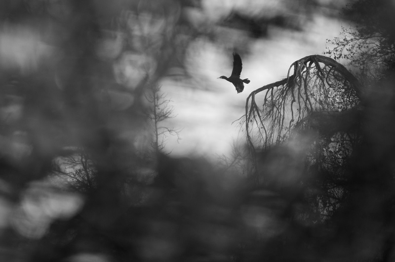 _00A4115-3p.jpg