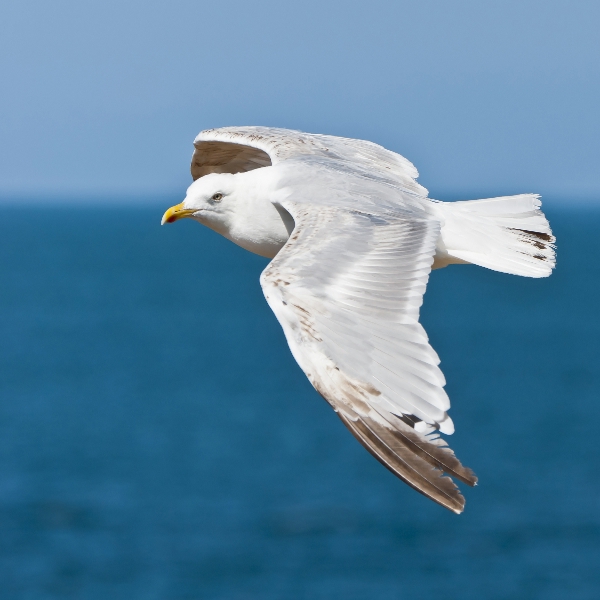 Goéland argenté _600x600.jpg