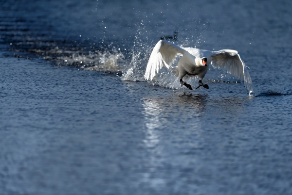 cygne 2 2012_7AC1085_12-03-15_09-58-12_DxO_01.JPG