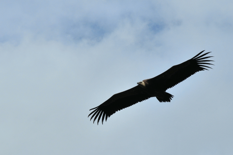 2013 Hendaye_55_800.gif